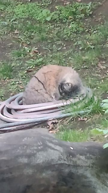 Манул, палласов кот, и услуги от специалистов, прочтите описание видео, заинтересовало, пишите,