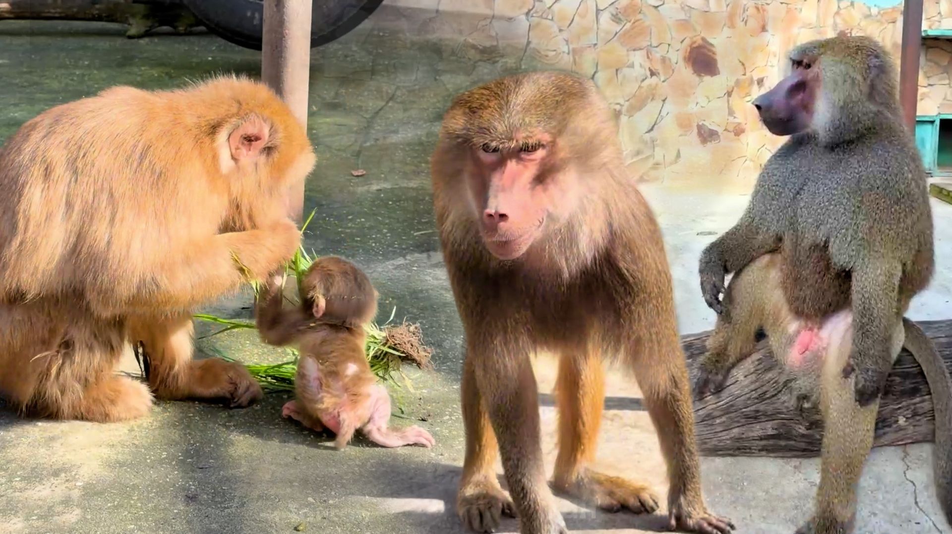 Не надо ВСЕХ ЗАБИРАТЬ от мам! Веня КИДАЕТСЯ на мужчину! Как камеру наведешь -сразу туристы приличные