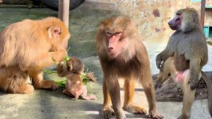 Не надо ВСЕХ ЗАБИРАТЬ от мам! Веня КИДАЕТСЯ на мужчину! Как камеру наведешь -сразу туристы приличные