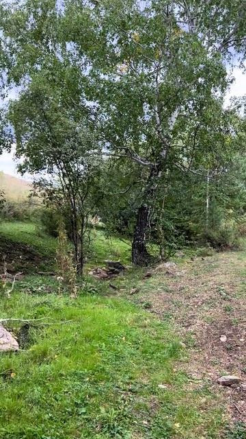 СОБРАЛИСЬ С РОДНЕЙ НА ОТДЫХ В ЛЕСУ.