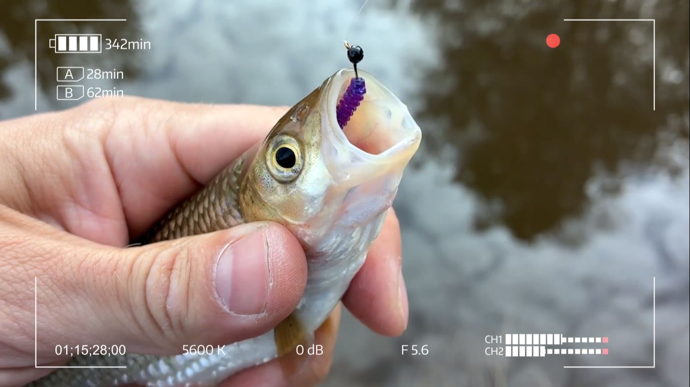 Мормышинг это всегда сотни рыб?