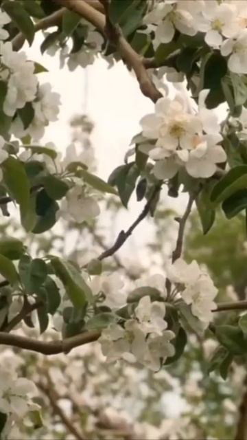 В сердце звучит любви перезвон