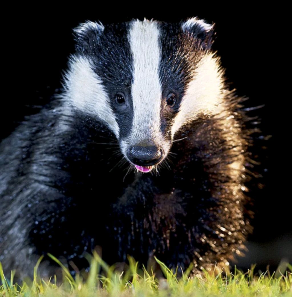 сажаем семена клубники + уборка