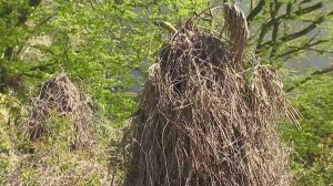 Летом в Сочи ожидается нашествие американской белой бабочки