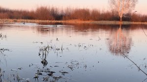 Весенняя охота с подсадной уткой 2026