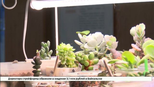 Больше тысячи видов суккулентов. Выставка «Кактусомания» открылась в Отделе природы Иркутского краев