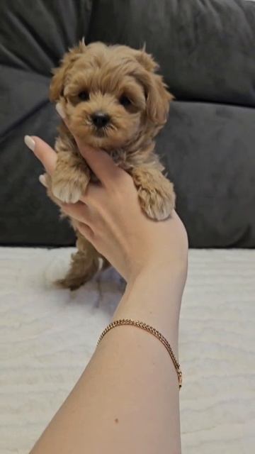 Щенок мальтипу Ники, возраст 2 месяца