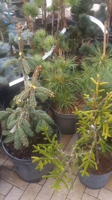 ❤🌲Красивые и редкие хвойные растения 
✔Продажа растений в макс и телеграм канале: Https://t.me/love_