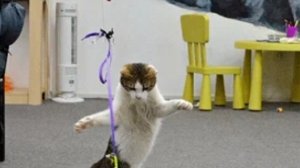 чиловый котик