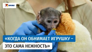 Такой же, как Панч: брошенная мамой обезьянка покоряет сердца пользователей