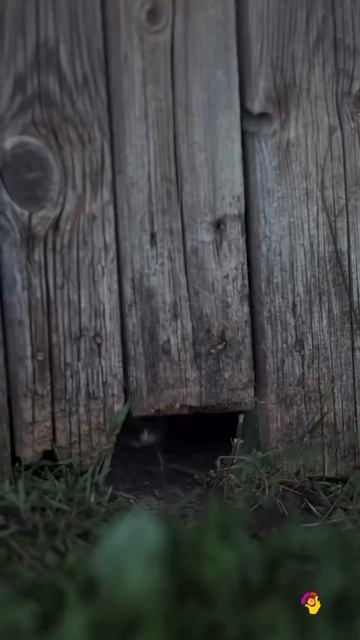 Ностальгия детства