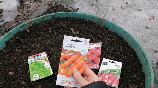 Что сажать в открытый грунт в апреле? Сажаю в бочку!