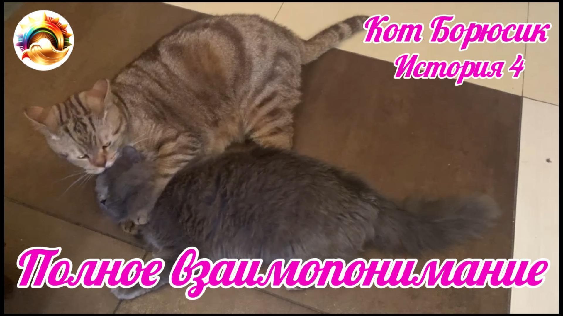 Кот Борюсик История 4. Полное взаимопонимание