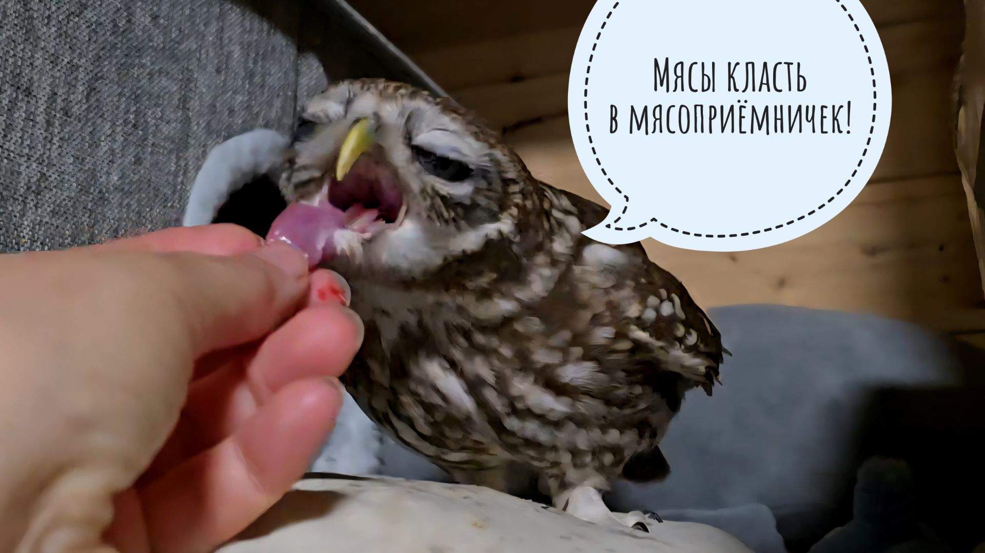 Совы Чучундрий и Лучик дождались ужина. Сыч Лучик летит на голос. Курвочки фазанки все растерялись