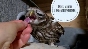 Совы Чучундрий и Лучик дождались ужина. Сыч Лучик летит на голос. Курвочки фазанки все растерялись