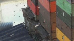 Пчёлам снова не везёт