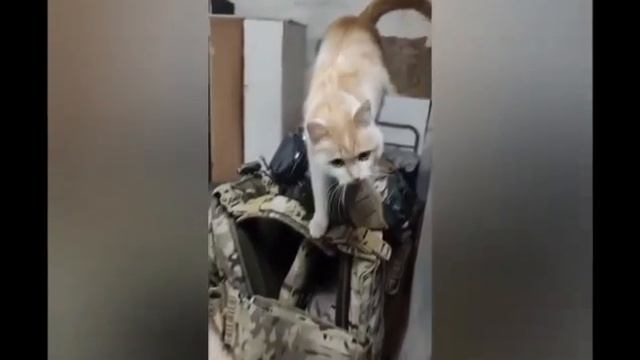 Отличная песня про животных на СВО.