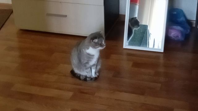 Мася вышла на стук