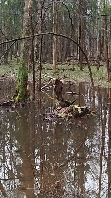 Руна Ингус ◇ — Руна Кано く — Руна Хагалаз ᚺ — Руна Соулу ⵢ