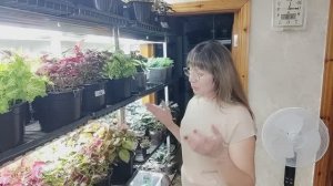 Как вырастить шикарную цветочную рассаду в домашних условиях. Обзор стеллажей на конец апреля.