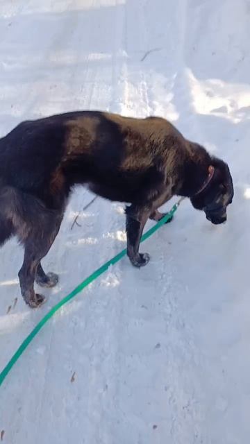 Чара гуляет не тянет поводок