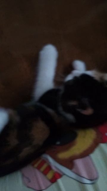 котёнок  Ника