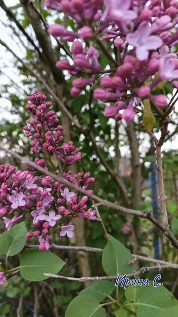 Весна пришла 🌱.