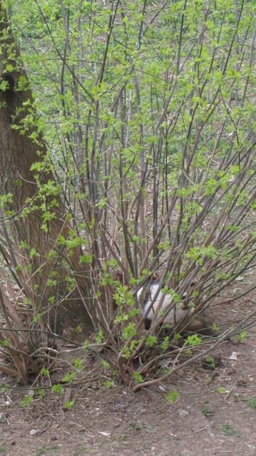 Удобное место для обзора и пряток