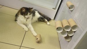 Барсик, не ленись: эксперт рассказала, как заставить кота больше двигаться