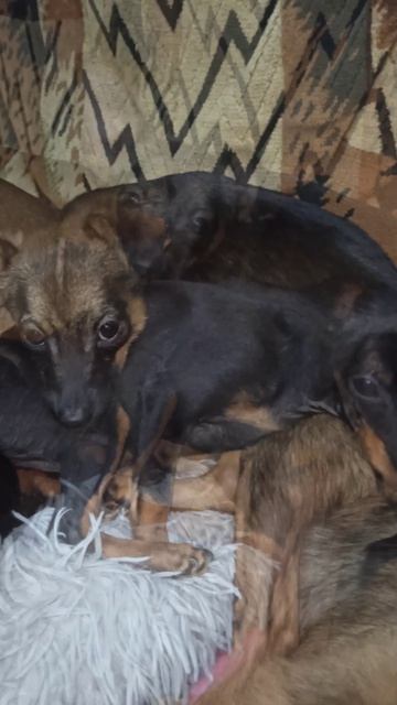 Дюша и её щенки. 16 апреля 2026 г.