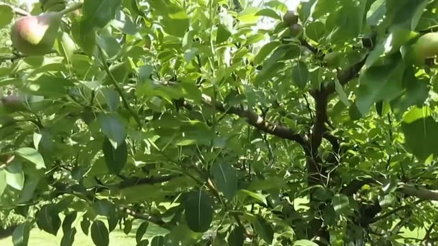 ОБРЕЗКА ВОЛЧКОВ НА ГРУШЕ. Что делать с вертикальными побегами. #ВиталийОрех #Виталий7соток