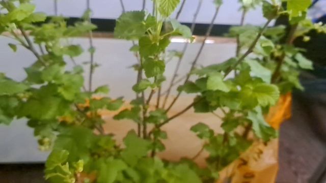 Убираемся, девочки! Неохота, но нужно))) Купила классную чёрную смородину в выходные!