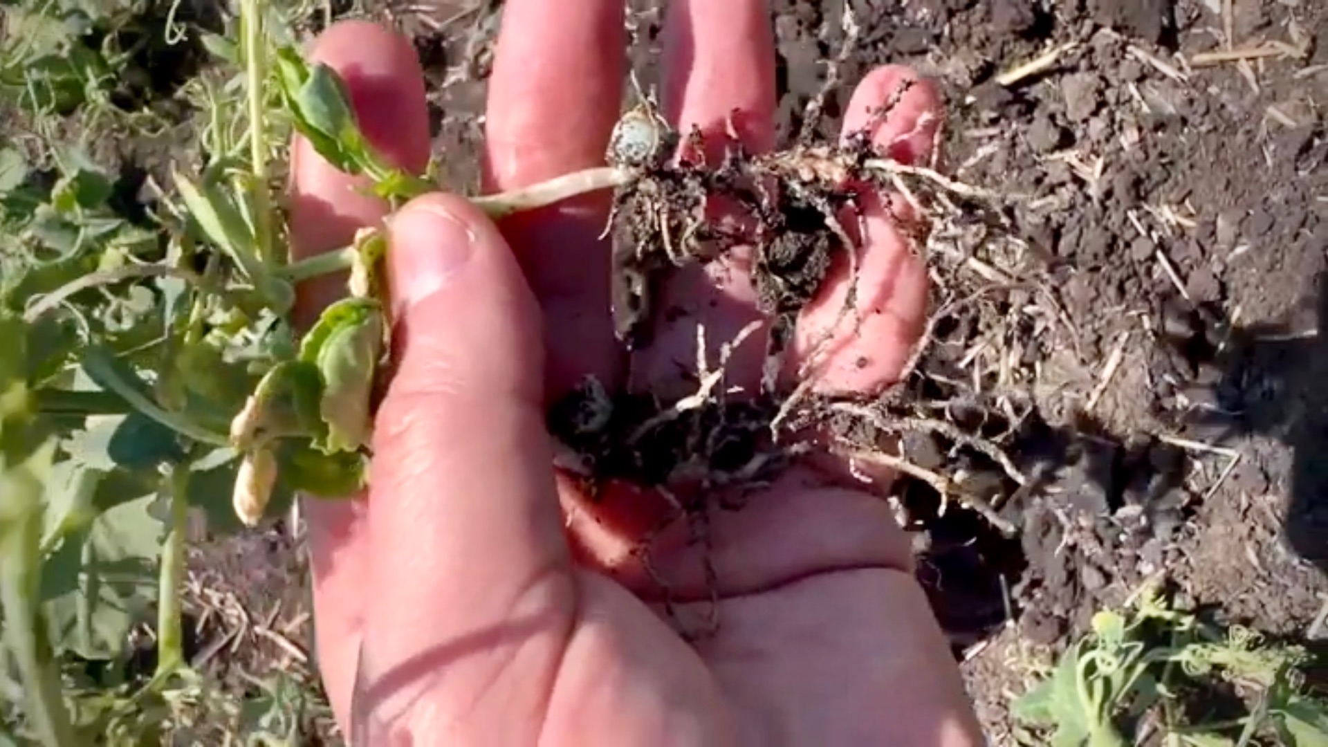 ВАЙБРАНС®  Голд — применение на горохе! 🫛