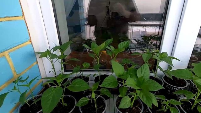 Температура на моей лоджии утром