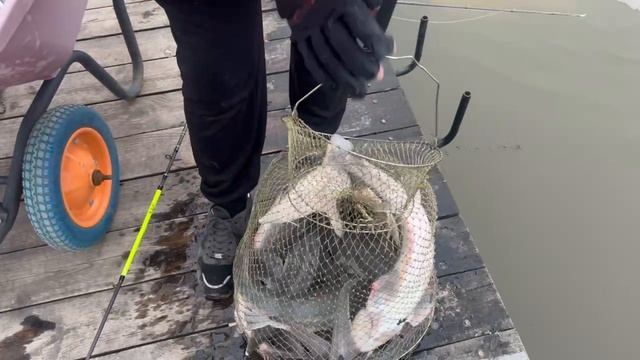 Поимки осетра на вип зоне 21.04