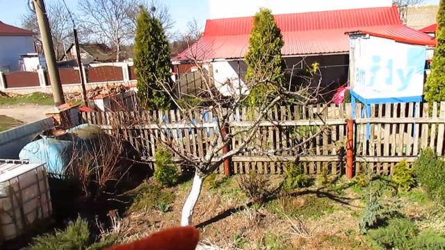 История одной алычи. Обзор за 3 года. ОБРЕЗКА АЛЫЧИ И ПЕРЕПРИВИВКА. #ВиталийОрех #Виталий7соток