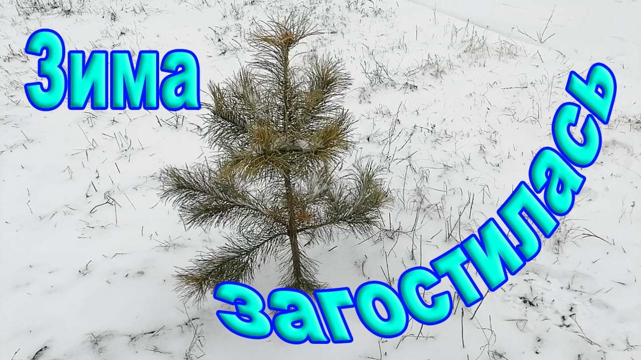 Зима загостилась