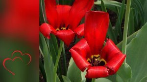 Тюльпаны-улыбка весны.Жёлтые тюьпаны красивые букеты.