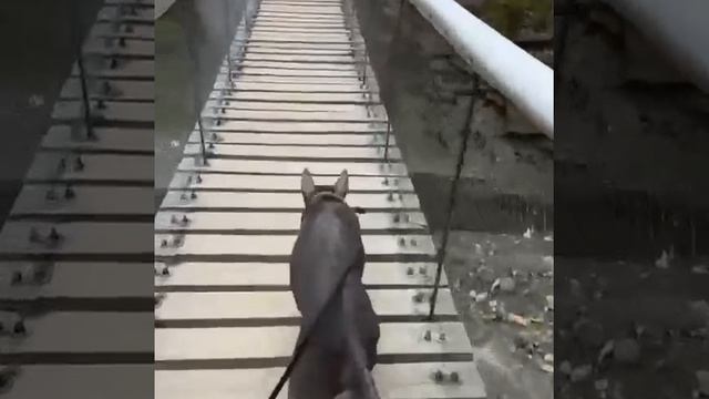 ‼️‼️‼️‼️‼️‼️
  
  Харди уже знает, что такое предательство…  
  Сначала его подарили щенком