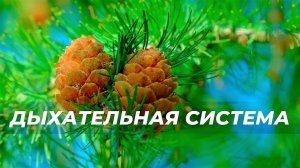 Дыхательная система | Саблиминал