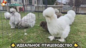 Идеальное птицеводство достойно восхищения 🐓🦆🦢🦚🦃🐔 эпизод (488)