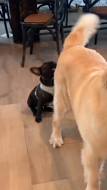 Магический хвост😵))