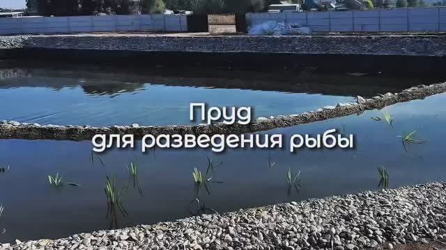 Пруд для разведения рыбы | EcoPond