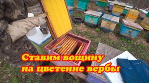 СТАВИМ ВОЩИНУ ПЧЁЛАМ НА ЦВЕТЕНИЕ ВЕРБЫ