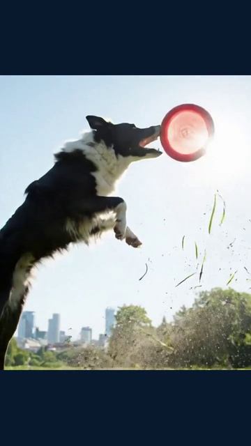 #фрисби #активныйотдых #уличныеигры #времяпровождения #спорт