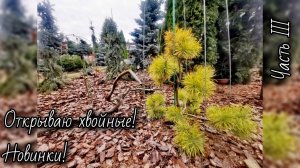 Продолжаем открывать хвойные🌲Часть III Новинки🔥 18.04.26г #дача #обзор #сад #garden