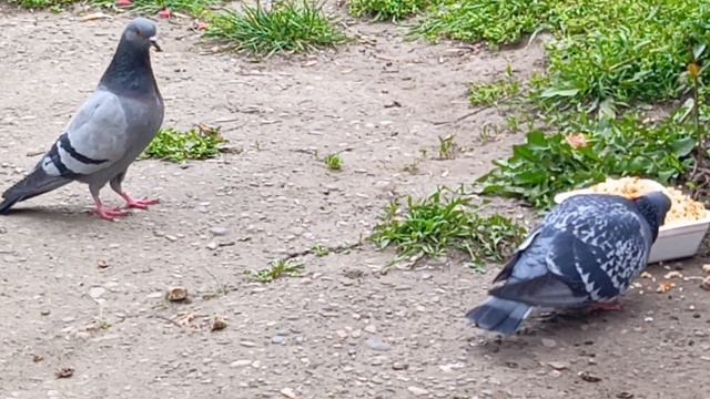 Кто доел плов?
Ну очень жадный голубь!)