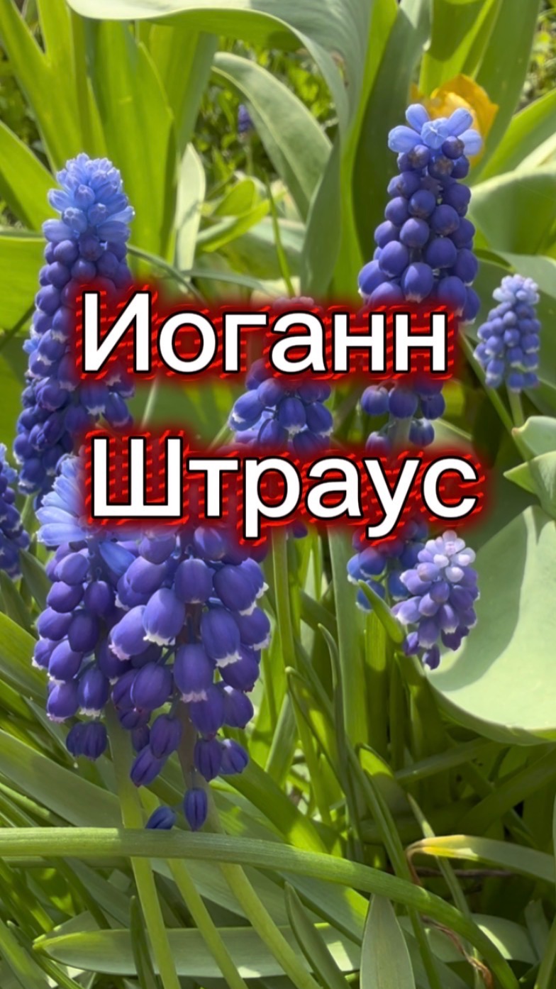 Иоганн Штраус. Вальс весенние голоса. Классическая музыка