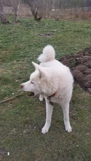 Внук который не любит съемки
