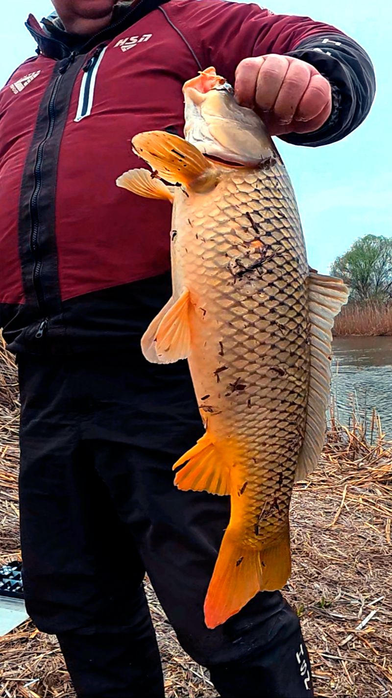 Кусок бронзы 😂🤝🏻🎣 Отличный сазан пойман! смотреть онлайн